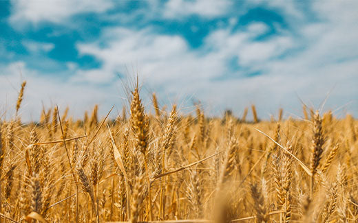 A guide to gluten, coeliac disease and more