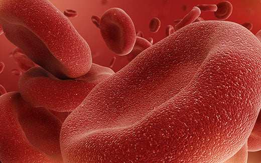 The Essential Role of Vitamin B12 in Red Blood Cell Production
