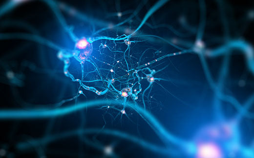 Why the nervous system needs Vitamin B12