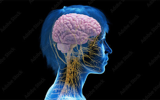 A guide to the sympathetic nervous system