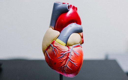Can Taking Vitamin B12 Improve Cardiovascular Health?