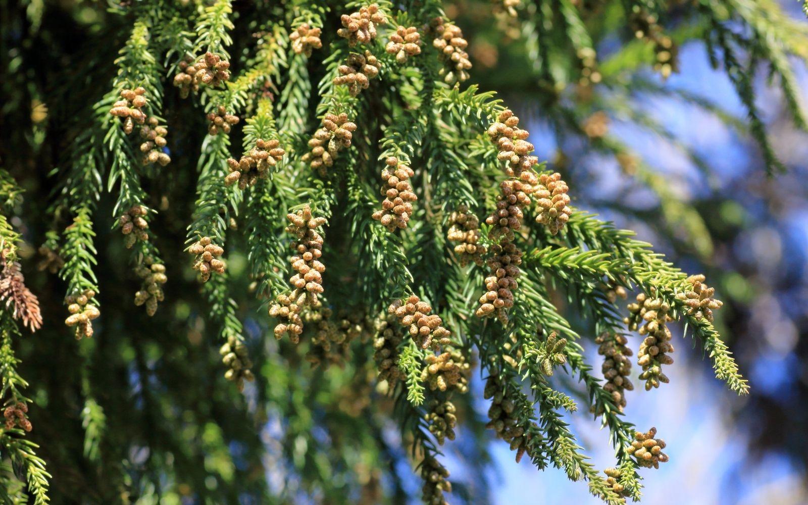 How to manage hay fever naturally | Zooki