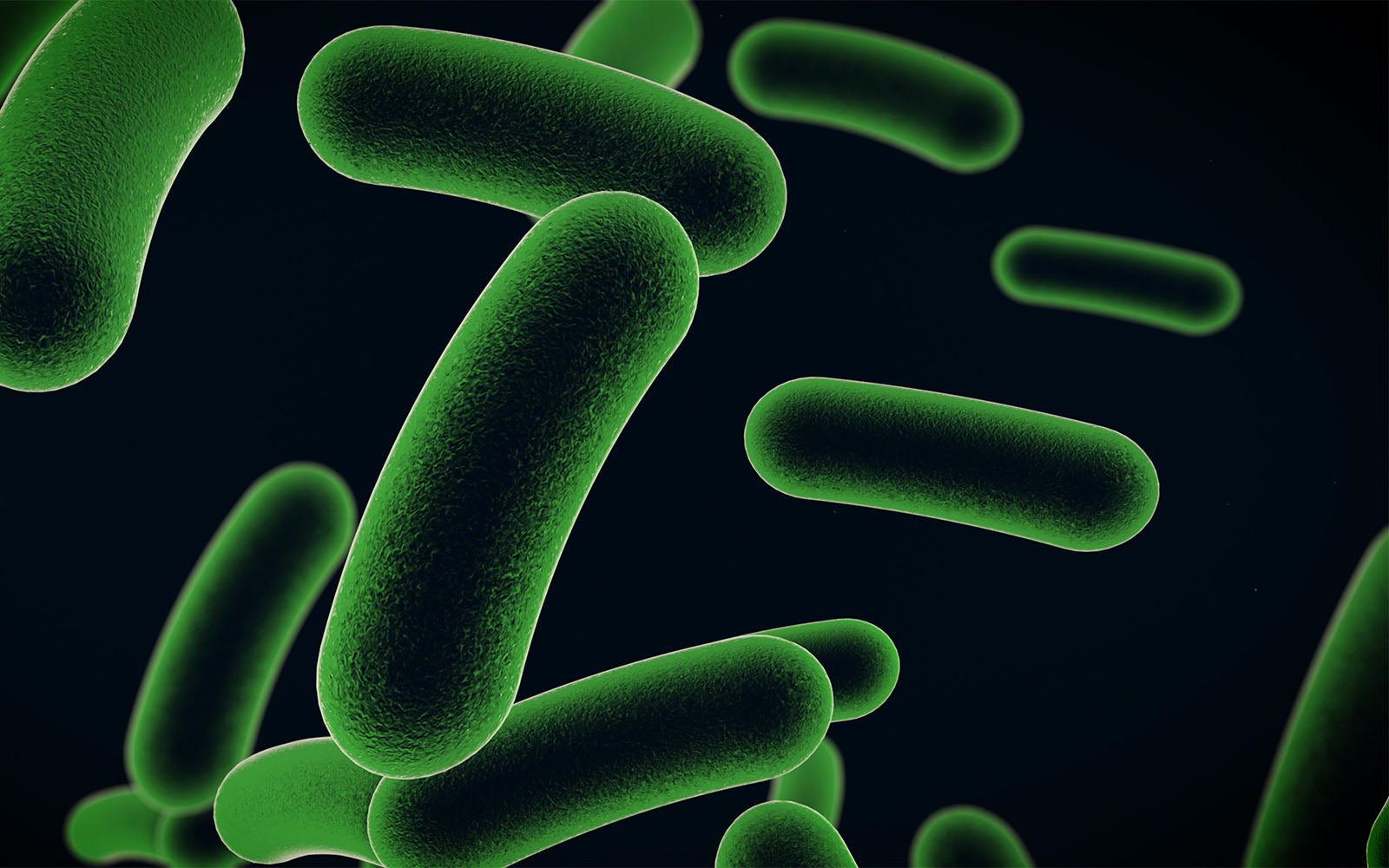 Prebiotics vs. probiotics | Zooki