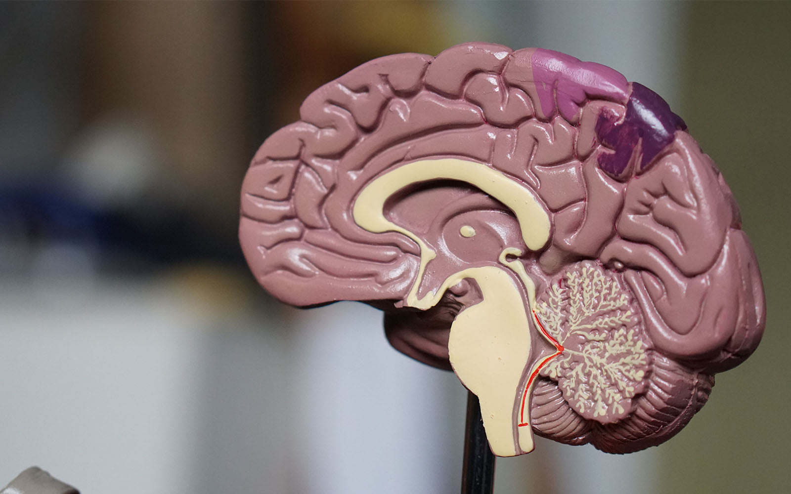 The Gut Brain Axis: How Do The Gut & Brain Connect? | Zooki