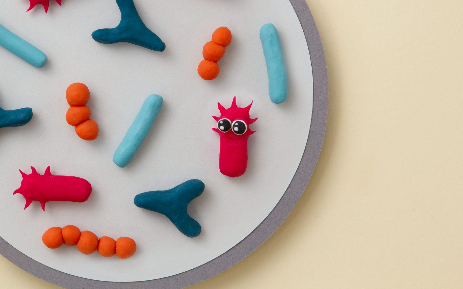 What is the gut microbiota? | Zooki